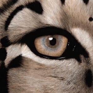 欧美精品久久久亚洲
